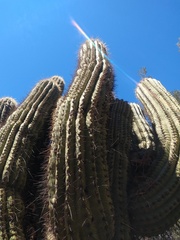 Trichocereus terscheckii