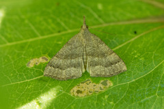Hypena atomaria