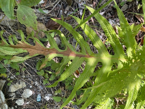 Microsorum commutatum observed 2025-08-01