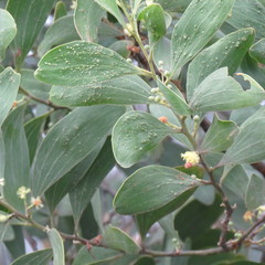 Acacia oraria