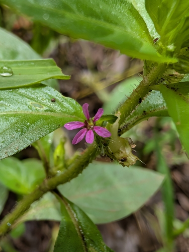 Cuphea carthagenensis observed 2025-07-31