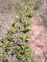 Larrea cuneifolia