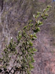 Larrea cuneifolia