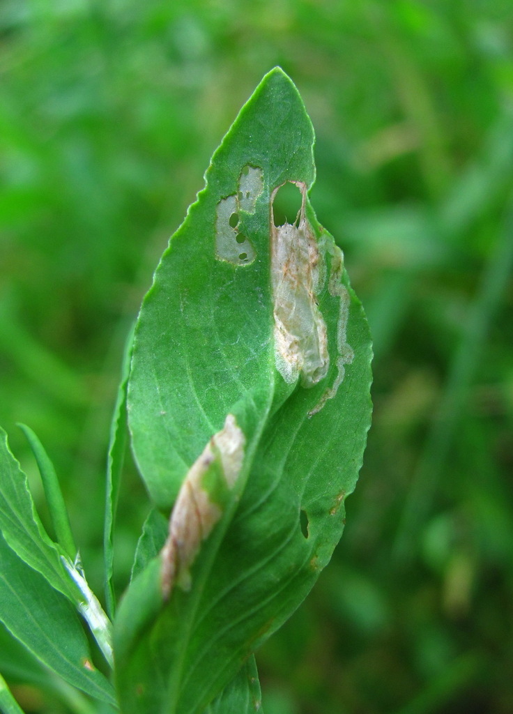 Cnephasia lineata