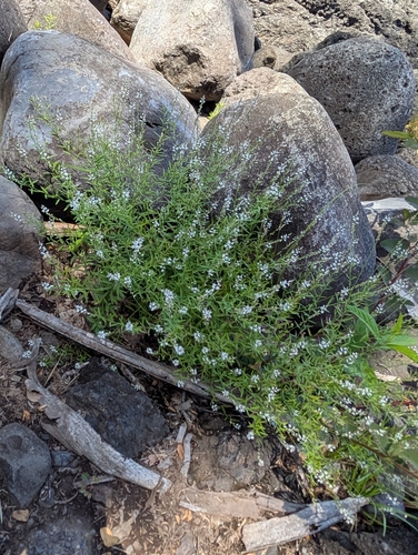 Polygala paniculata observed 2025-07-31