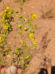 Larrea cuneifolia