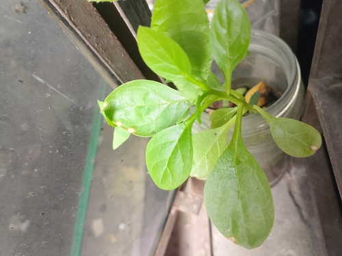 Spinach plant photo (Spinacia oleracea)
