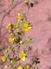 Larrea cuneifolia