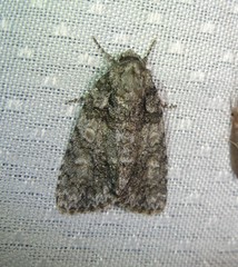 Acronicta increta