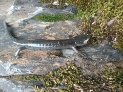 Aneides klamathensis