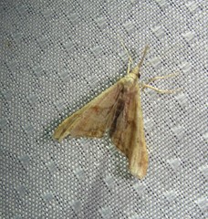 Palthis angulalis