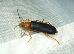 Neopyrochroa flabellata