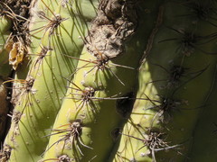 Trichocereus terscheckii