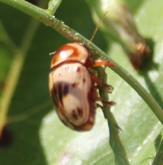 Cryptocephalus mutabilis
