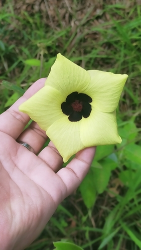Wineleaf Hibiscus