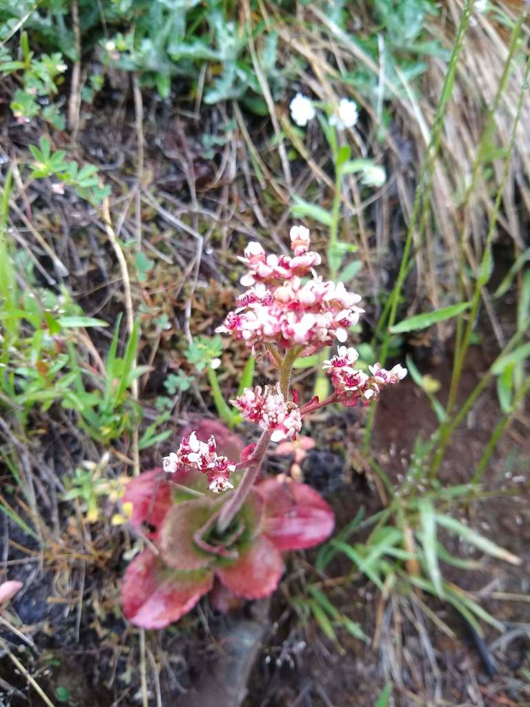 Saddle Mountain Saxifrage from Clatsop, Oregon, United States on June 6 ...