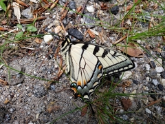 Papilio appalachiensis