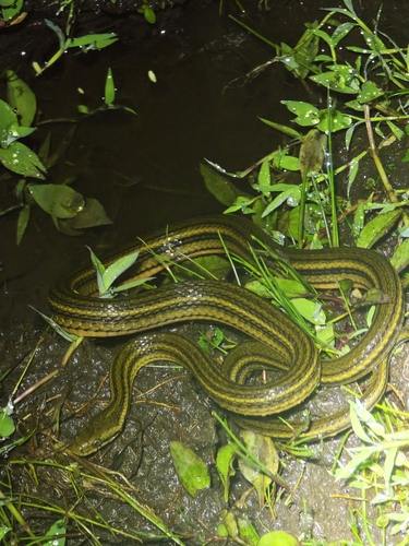 Hebius septemlineatus