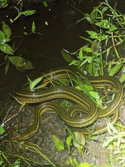 Tengchong Keelback Snake photo 2