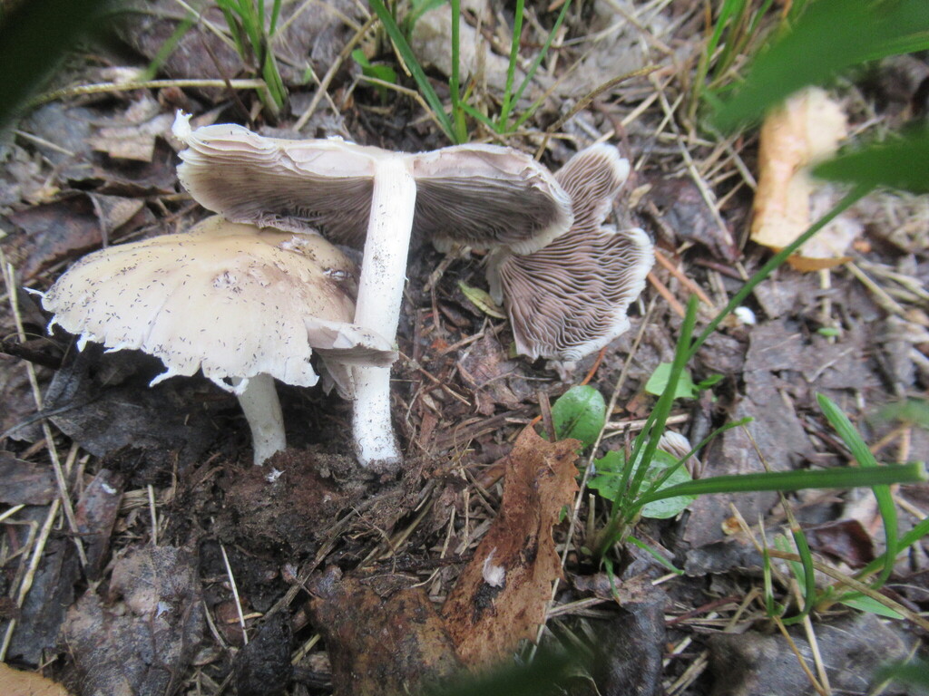 Candolleomyces candolleanus · July 2025 · photo: © smsergey (iNaturalist, cc-by-nc)