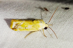 Ponometia macdunnoughi