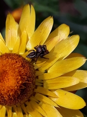Metaphidippus