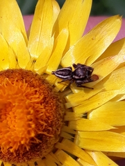 Metaphidippus
