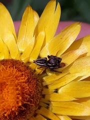 Metaphidippus