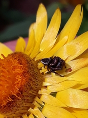 Metaphidippus