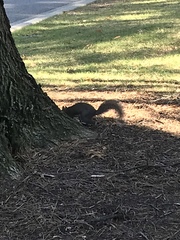 Sciurus carolinensis