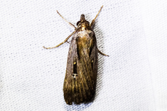 Tathorhynchus exsiccata