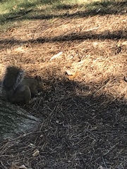 Sciurus carolinensis