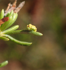 Eriophyes adenostomae