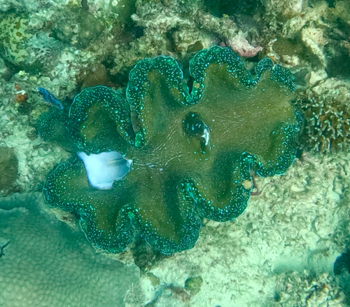 Giant Clam