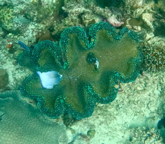 Giant Clam