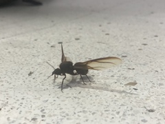 Atta laevigata