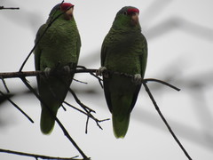 Amazona finschi × viridigenalis