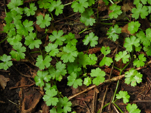 Hydrocotyle yabei iNat (2)
