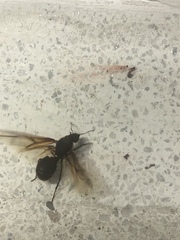 Atta laevigata