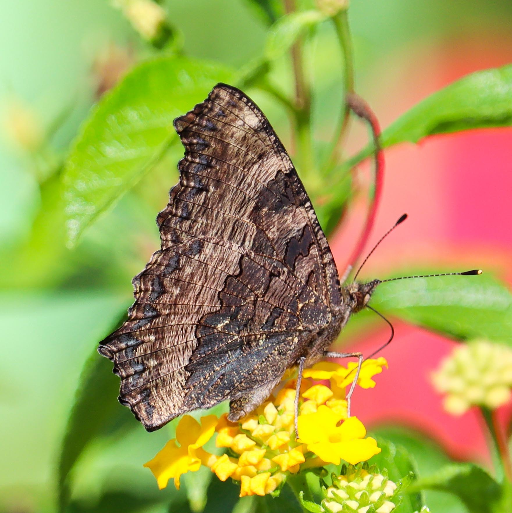 Indian Tortoiseshell