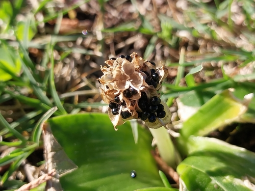 Lachenalia ensifolia (Lachenalia ensifolia)
