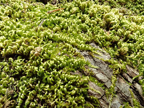 Homalothecium nevadense, 2019-05-12