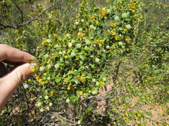 Larrea cuneifolia