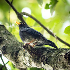 Turdus flavipes