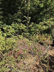 Ceanothus gloriosus gloriosus