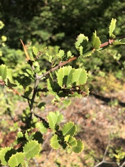 Ceanothus gloriosus gloriosus