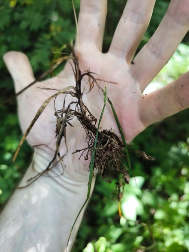 Наблюдение на iNaturalist