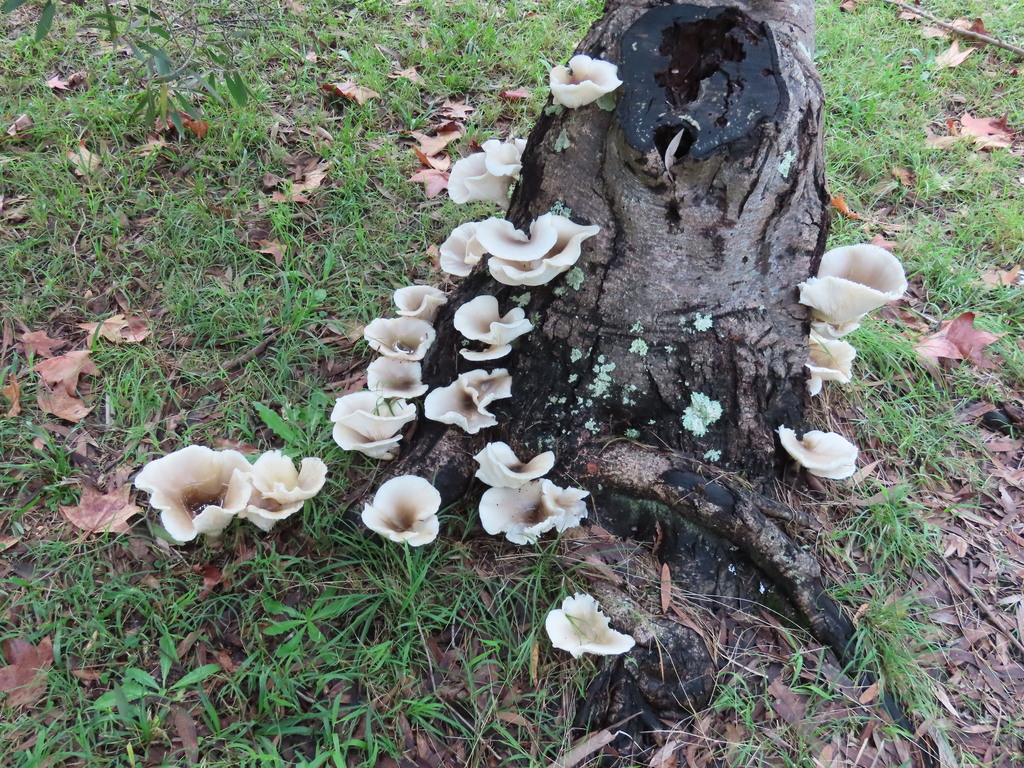 Omphalotus nidiformis · May 2025 · photo: © ian_mcallan (iNaturalist, cc-by-nc)