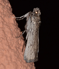 Melitara subumbrella