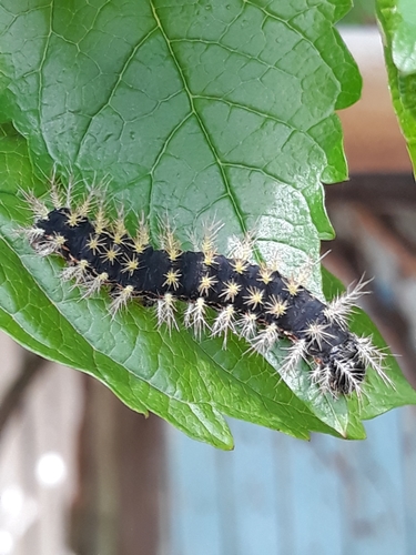 Hylesia metapyrrha